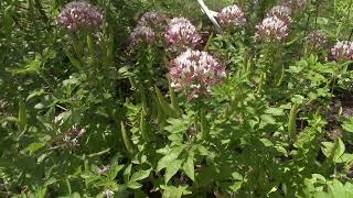 Growing Cleome serrulata gynandra viscosa lutea hirta and Clammy Weed in one garden setting [upl. by Cassondra]