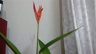 How to take care of Heliconia Psittacorum  Tropical Gardening Part 2 [upl. by Esihcoc]