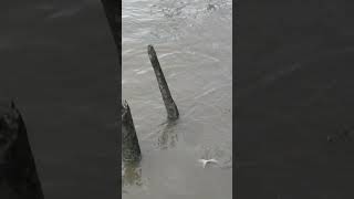 Wild Mekong Catfish at Bangkok River [upl. by Laekcim]