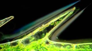 Cyclosis in Elodea Beautiful Microscopic HD Video [upl. by Elleniad]