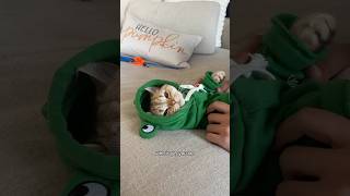 Too cute not my fault cat cats catsofinstagram catsoftiktok funnycats catsofyoutube catlover [upl. by Josey]