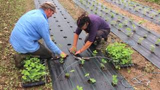 Cultivarea Ecologică a Căpșunului Timpuriu în Câmp Deschis PLANTAREA IN CIMP 1016 [upl. by Divaj37]