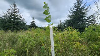 Growing Hybrid Poplars from Cuttings Results [upl. by Ikuy424]