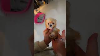 maltipoo Puppy video [upl. by Nesto]