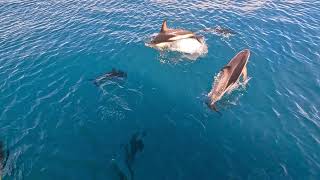 New Zealand Road Trip Kaikoura Dusky Dolphins [upl. by Arluene135]