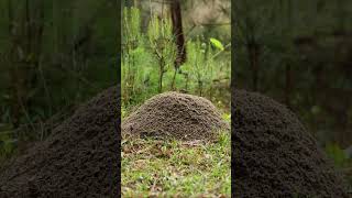 TimeLapse Fire Ant Colony Cant Catch a Break from the Rain [upl. by Borden]