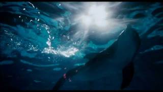 Dolphin Tale Movie Trailer  Lincredibile storia di Winter il Delfino [upl. by Frager461]