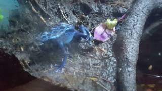 Dart Frogs Dendrobates tinctorius Azureus and Ranitomeya Variabilis [upl. by Marra]