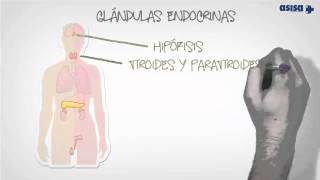 Qué es la endocrinología y nutrición [upl. by Cartwell]