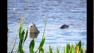 Alligators bellowing during a NASA Rocket launch [upl. by Rabka]