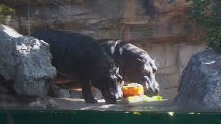 Gori la cría de hipopótamo nacida en BIOPARC Valencia cumple 4 años 🦛 [upl. by Pomeroy]