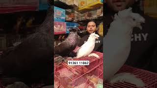 Bukhara pigeon 😱wow quality in Mahalaxmi pigenlovers pets birdstore [upl. by Ordnaxela941]