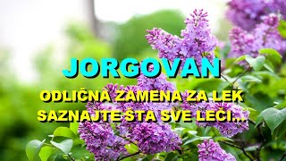 JORGOVAN  ODLIČNA ZAMENA Za LEK  SAZNAJTE Šta SVE LEČI [upl. by Seymour548]