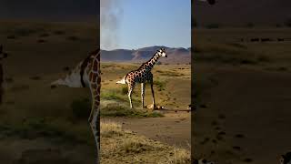 mother giraffe on guard wild animals animal worl animals [upl. by Riada]