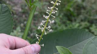 Pokeweed Phytolacca americana [upl. by Dweck]