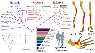 Evolutionary Biology Phylogenies Homology and Taxonomy [upl. by Dearman]