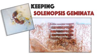 FROM SINGLE FIRE ANT QUEEN TO OVER 10K  Keeping Solenopsis Geminata in Thailand [upl. by Kimmi]