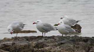 Audouins Gull Gabbiano Corso Ichthyaetus audouinii [upl. by Gaven428]