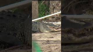 Alligator captured after biting man in Florida [upl. by Havelock]