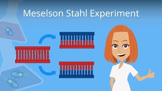 Meselson Stahl Experiment einfach erklärt [upl. by Obie]