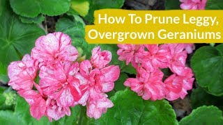 How To Prune Leggy Overgrown Geraniums  Joy Us Garden [upl. by Alam926]