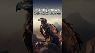 500000 Lives LOST Due to Indias SHOCKING Vulture Crisis [upl. by Aihsekin]