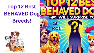 quotTop 12 Best Behaved Dog Breeds You NEED to Know About—1 Will Shock Youquot [upl. by Adroj72]