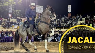 CABALLO BAILADOR JACAL DE RANCHO 4H  🎡 Feria Ganadera Culiacán [upl. by Cottrell139]