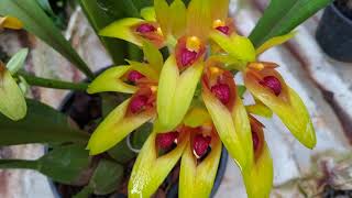 Bulbophyllum graveolens [upl. by Lillian]