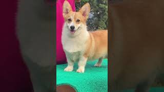 Corgi Benigna Salvatore Queen Of Giselle HiRo’s Daughter  75 Months Age👍❤️ corgi corgipuppies [upl. by Curran]