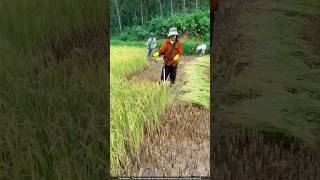 धान लगाने वाला बोतल का जुगाड़ 😯 paddy cultivation [upl. by Arnaldo]