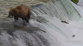 909jr Bean makes a catch Brooks Falls Katmai 18 August 2024 exploreorg [upl. by Atneciv]