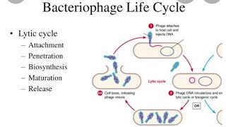 Life cycle of bacteriophage  Lytic cycle and Lysogenic cycle [upl. by Idnil]