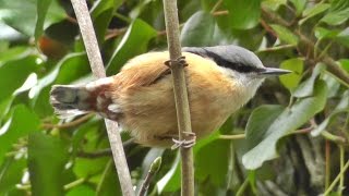 Nuthatch Bird Singing A Most Beautiful Song  Ptice [upl. by Neyut]