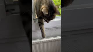 23 mai 2024 Mon chat entre chez lui [upl. by Behrens527]