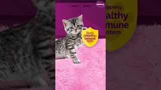 Whiskas® has a new recipe for your kitten [upl. by Grefe824]