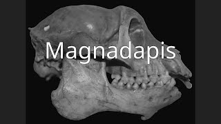 Magnadapis [upl. by Zamir]