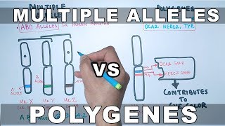 Multiple Alleles and Polygenes [upl. by Trotta590]