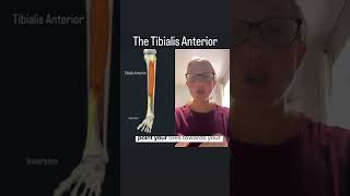 Dont forget the Tibialis Anterior muscles anatomyrevision [upl. by Atreb]