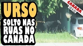 URSO SOLTO NAS RUAS NO CANADÁ VÍDEO COMPLETO  BEAR LOOSE IN THE STREETS IN CANADA [upl. by Emily77]