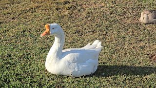 White Chinese Goose [upl. by Kcorb]