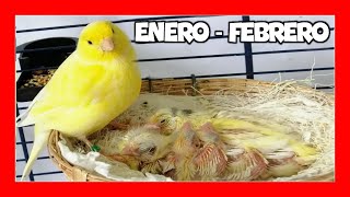 ✅ COMO CRIAR CANARIOS ENERO  FEBRERO  CRIA DE CANARIOS paso a paso [upl. by Damon]