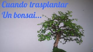 Cuando trasplantar un bonsai [upl. by Erdnad764]