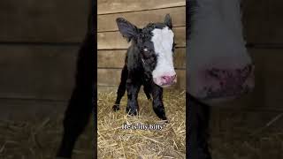 Twin calves Have you ever seen a cow have twins babies cute calves [upl. by Aicenod]