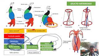 Desarrollo embrionario corazón ultrarresumido [upl. by Janella]