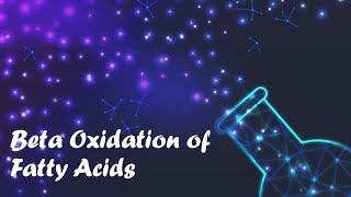 Beta Oxidation of Fatty Acids  Total Energy Budget Calculation  Chapter 16 Lippincott [upl. by Anev]