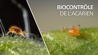 Biocontrôle de lacarien tétranyque avec lacarien auxiliaire prédateur Phytoseiulus persimilis [upl. by Nwahsiek944]