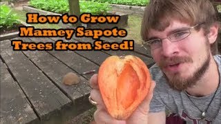 How to Grow a Mamey Sapote Tree from Seed Grocery Store Growing Ep3 [upl. by Bazar]