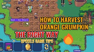 HOW TO HARVEST ORANGE GRUMPKIN [upl. by Yarased]