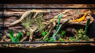 Arid Bioactive Bearded Dragon Vivarium [upl. by Reppart]